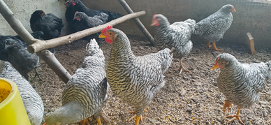 Galli e galline Amrock e Australorp