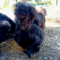 Moroseta silkie cioccolato