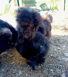 Moroseta silkie cioccolato