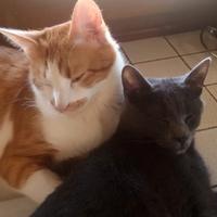 Gatti fratelli 7 anni, adozione di coppia