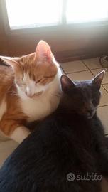 Gatti fratelli 7 anni, adozione di coppia
