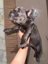 Bulldog francese blu