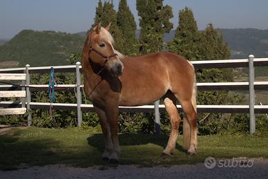 Cavalla Haflinger - Anno 2014