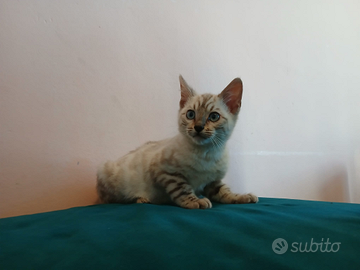 Gattino bengala snow link