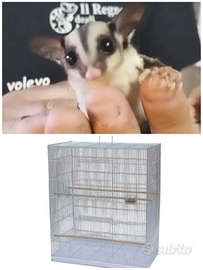 Petauro piccolino + gabbia da cm 77x46x91h