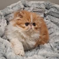 Gatto persiano maschi e femmine