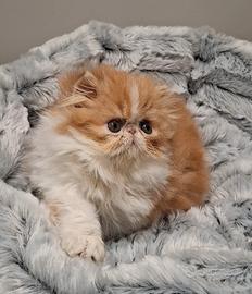 Gatto persiano maschi e femmine