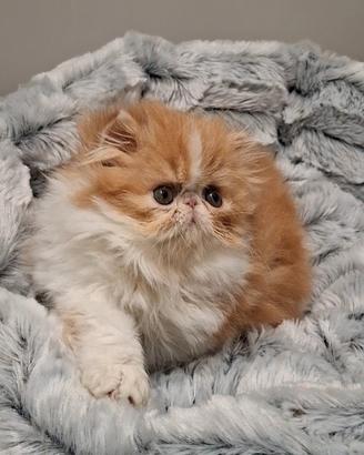 Gatto persiano maschi e femmine