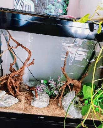 Acquario
