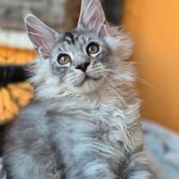 Maine coon linea gigante