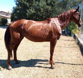 Cavallo