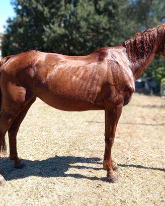 Cavallo