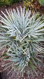 Palma Chamaerops Cerifera