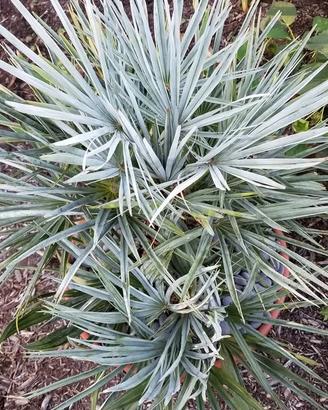 Palma Chamaerops Cerifera