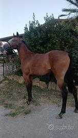 Puledrona paint per andalusa