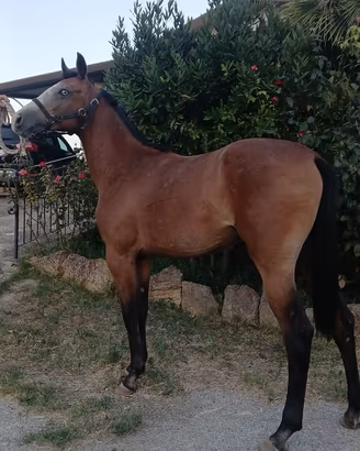 Puledrona paint per andalusa