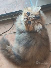 gattina persiana 