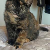 Gattina nera