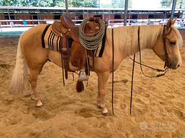 Quarter horse castrone