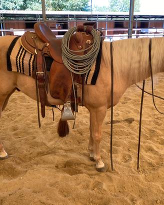 Quarter horse castrone