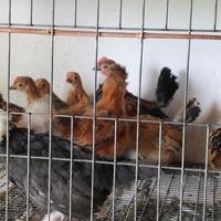 PulcinottI di polli ornamentali