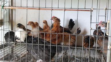 PulcinottI di polli ornamentali