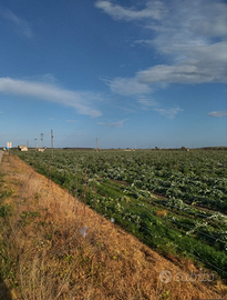 Terreno 11 ettari Foggia