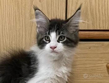 Cuccioli Maine Coon