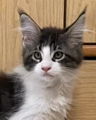 Cuccioli Maine Coon