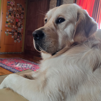 Golden Retriever maschio con pedigree disponibile