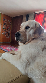 Golden Retriever maschio con pedigree disponibile