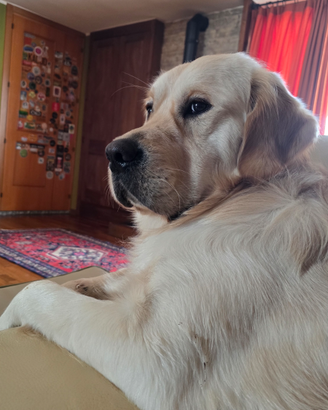 Golden Retriever maschio con pedigree disponibile