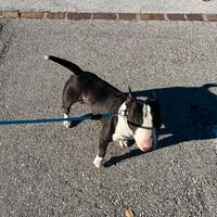 Cane da monta bull terrier