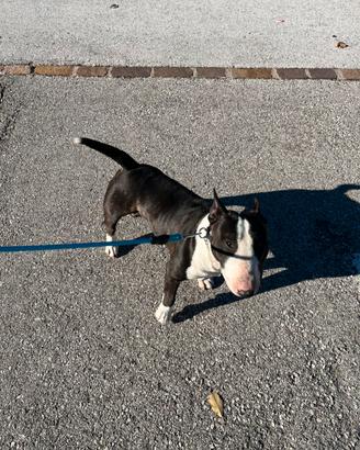 Cane da monta bull terrier