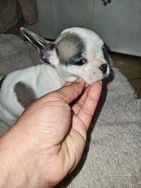 Bulldog francese
