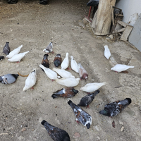 Colombi giganti da carne