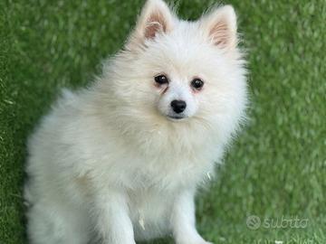 Volpino di Pomerania