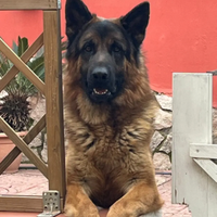 Pastore tedesco da monta