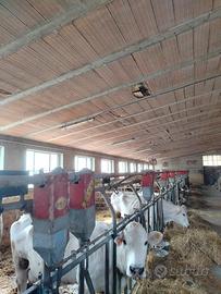 Alimentatore bovini River