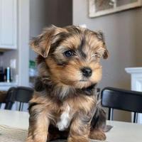 Cuccioli Yorkie Poo