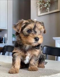 Cuccioli Yorkie Poo