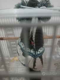 Petauro dello zucchero