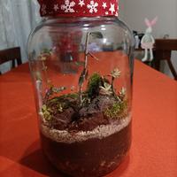 terrario piante e fiori 