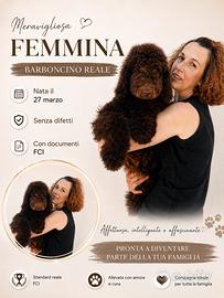 Meravigliosa femmina di Barbone Reale