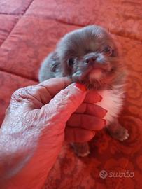 Chihuahua femminuccia pelo lungo lilac