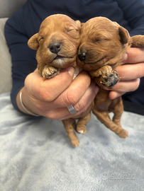 Barboncino femmina ultima cucciola (1 già prenotat