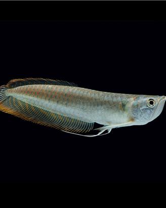 Arowana