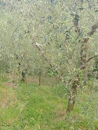 Oliveto zona Piazza (Pt)- via Rastellino