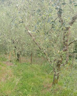 Oliveto zona Piazza (Pt)- via Rastellino