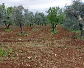 Terreno agricolo